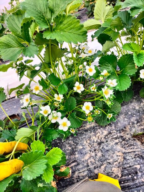 IMG20230422154138 - Căpșuni