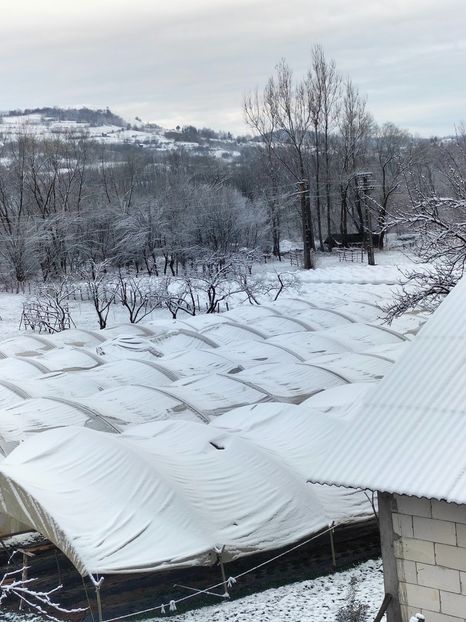 IMG20230405080450 - Căpșuni