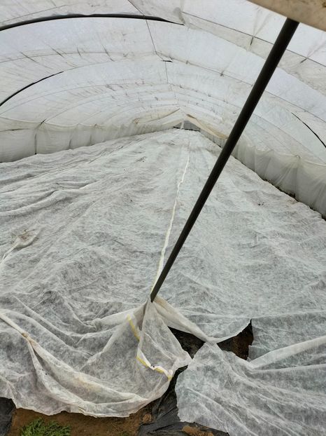 IMG20230327165833 - Căpșuni