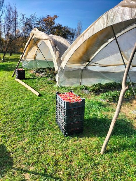 IMG20221101110306 - Căpșuni