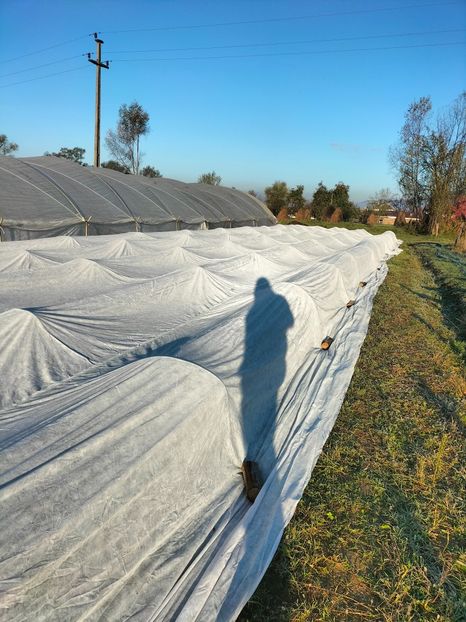 IMG20221020085445 - Căpșuni