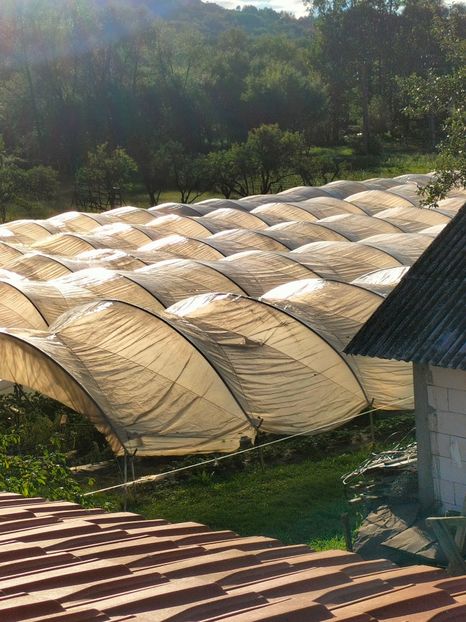 IMG20220922174913 - Căpșuni