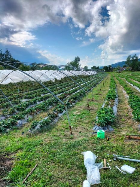 IMG20220907155132 - Căpșuni