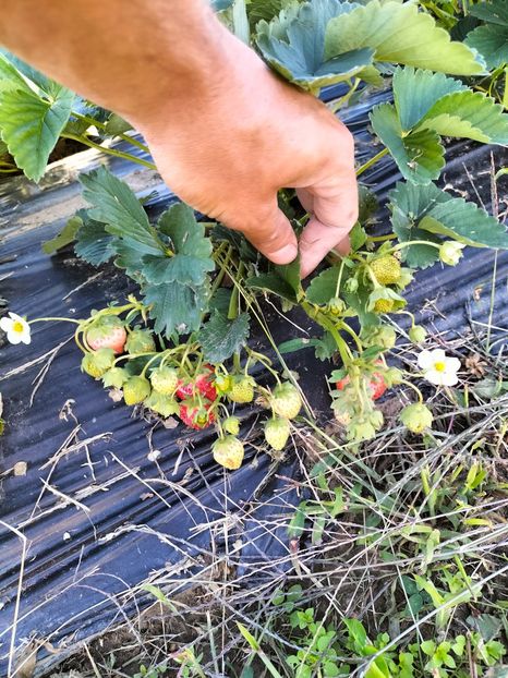 IMG20220905173136 - Căpșuni