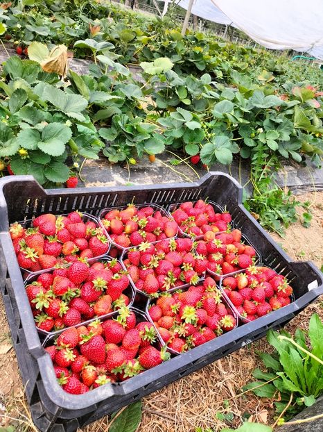 IMG20220801105455 - Căpșuni