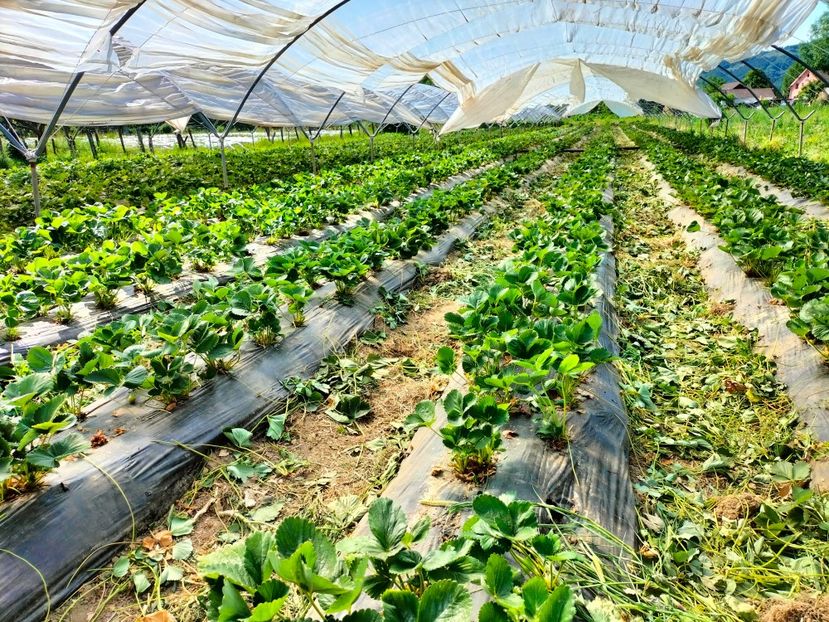 IMG20220628162923 - Căpșuni