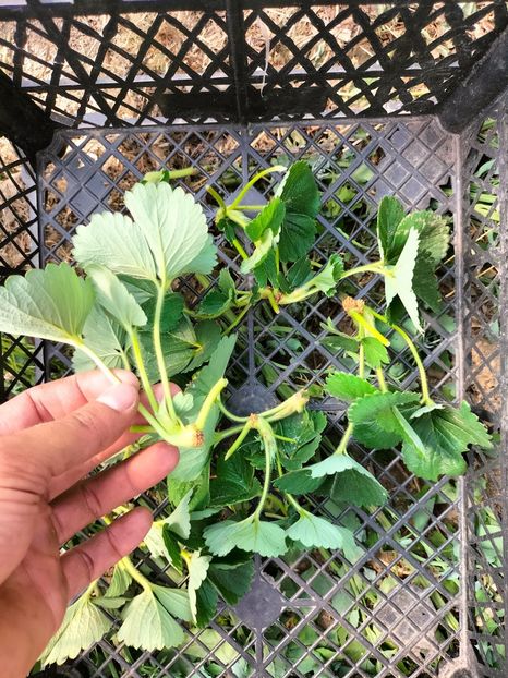 IMG20220628155405 - Căpșuni