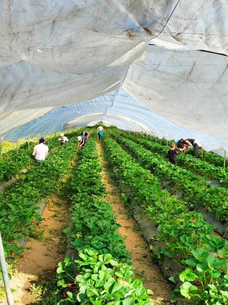 IMG20220603090326 - Căpșuni