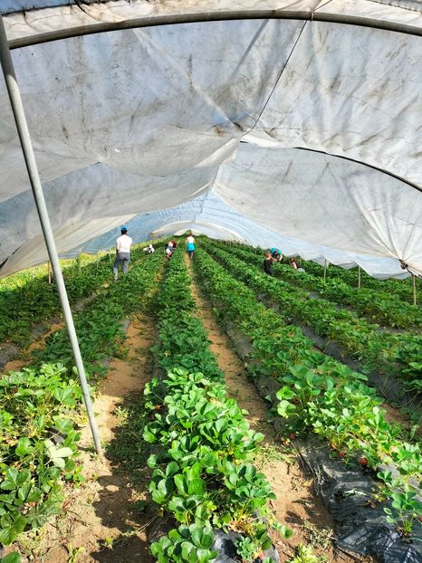 IMG20220603090318 - Căpșuni