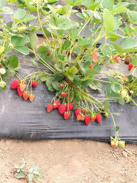 IMG20220528080131 - Căpșuni