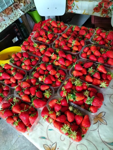 IMG20220520150434 - Căpșuni