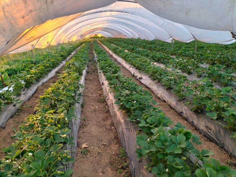 IMG20220518202624 - Căpșuni