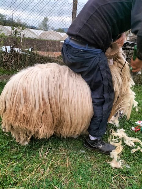 IMG20230427191216 - Turcana alba