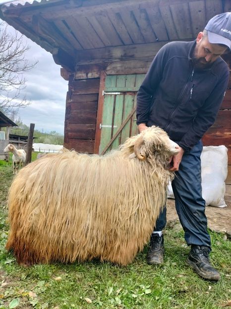 IMG20230427153055 - Turcana alba