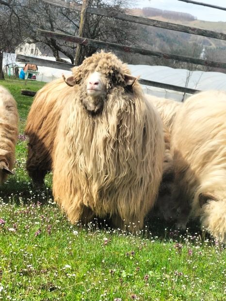 IMG20230414150858 - Turcana alba