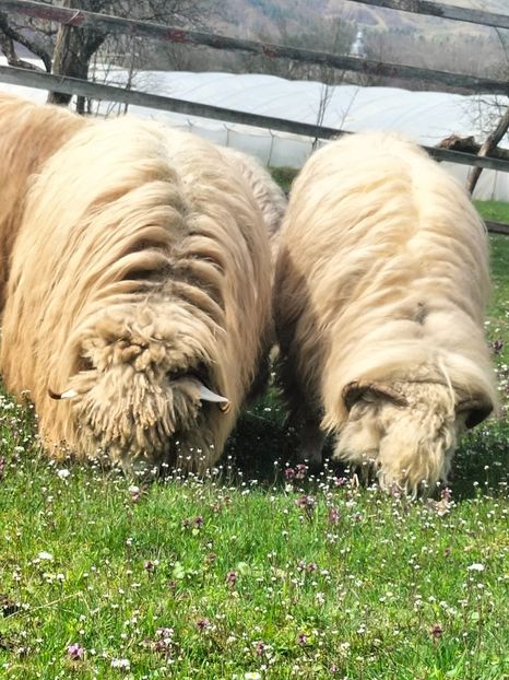 IMG20230414150845 - Turcana alba