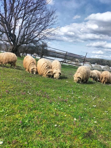 IMG20230414150839 - Turcana alba