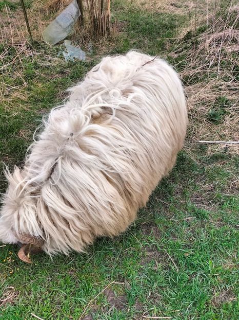 IMG20230412140400 - Turcana alba