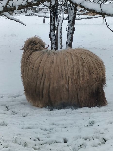 IMG20230406075513 - Turcana alba