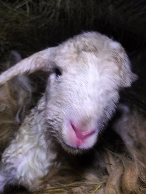 IMG20230221223236 - Turcana alba