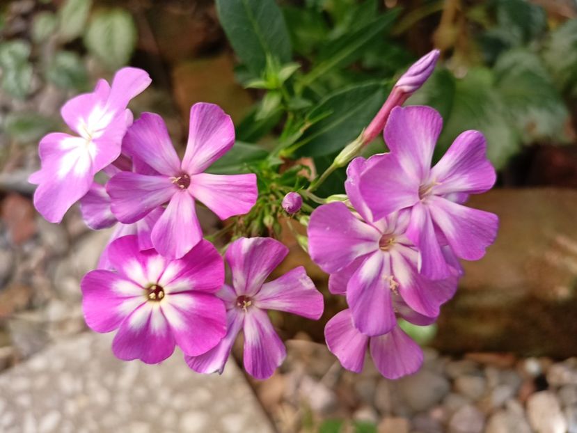 Phlox Flame Pro Lilac - Grădina 2023 continuare 5