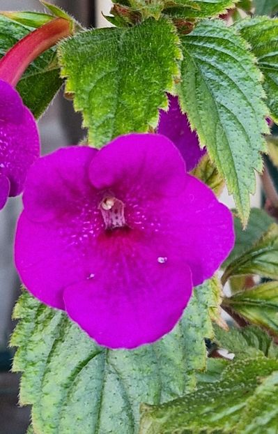 Jennifer Goodie - Achimenes 2023