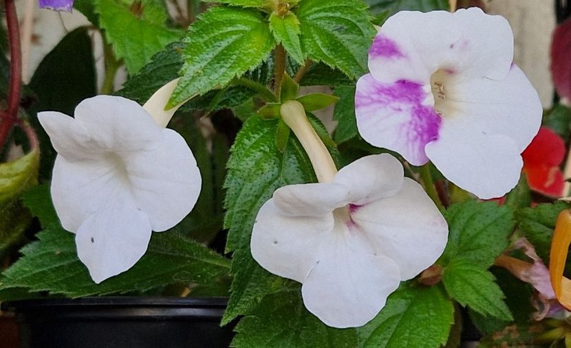  - Rfs Mexican Velvet White