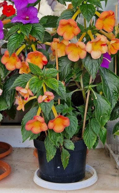  - xA Sorrento p
