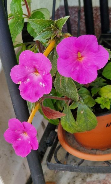  - Hybrid necunoscut Noid-pierdut