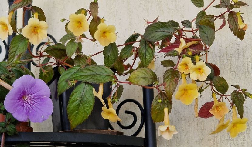  - Yellow Beauty p