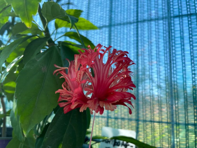 54FD5FDF-50BC-46F3-AA06-1ECA5E0362D4 - 001 - Hibiscusi