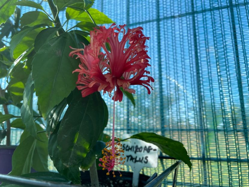 06D7B42E-B905-4D4E-892A-7A5041B2F702 - 001 - Hibiscusi