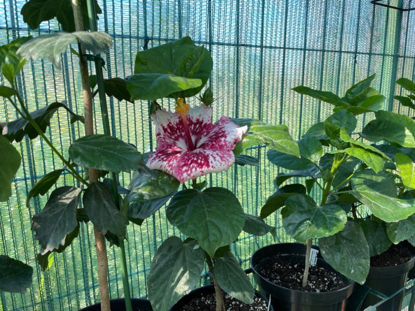 8CEB656C-AE27-4308-B241-96A317219FE6 - 001 - Hibiscusi