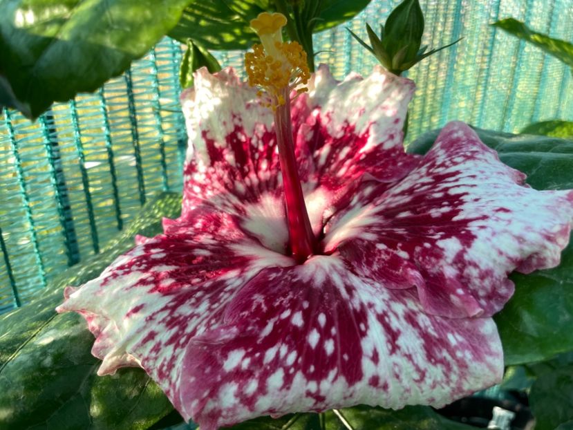 F3F98C92-C15A-4A5C-8883-8E24F5874C51 - 001 - Hibiscusi