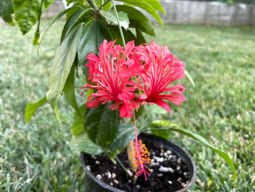 872C8459-3379-499E-A021-1562F1969806 - 001 - Hibiscusi