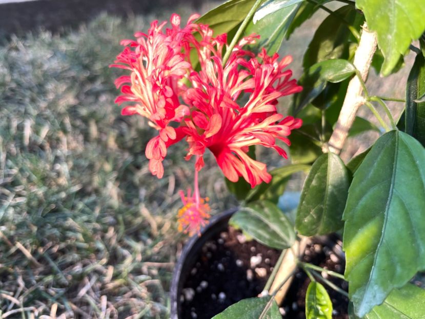 B0B29935-BCA7-4CB9-9871-FD7431DF6210 - 001 - Hibiscusi