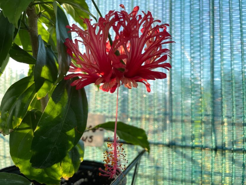 6BC2DCD8-9731-4F57-97F7-AF411A420838 - 001 - Hibiscusi