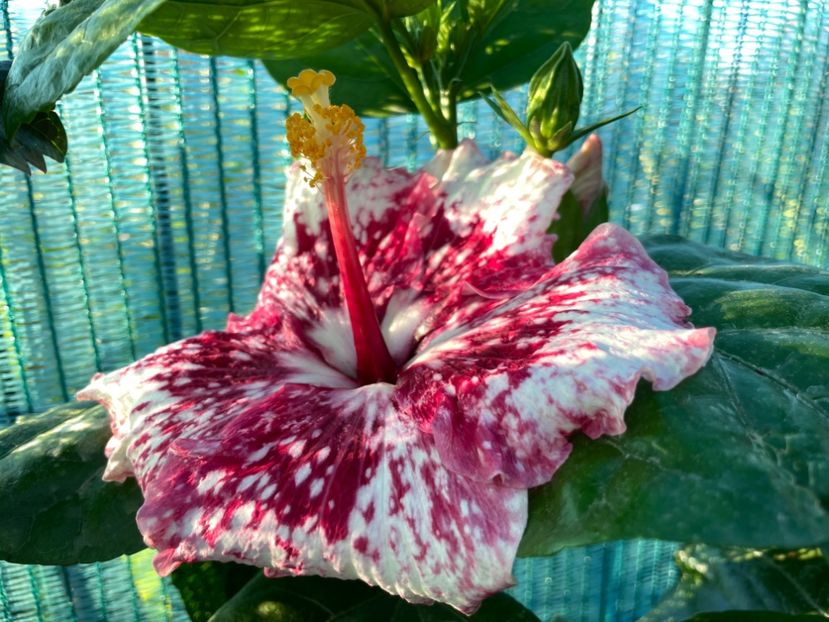 820D7583-9FF0-4C08-B344-11DBB807FCF8 - 001 - Hibiscusi