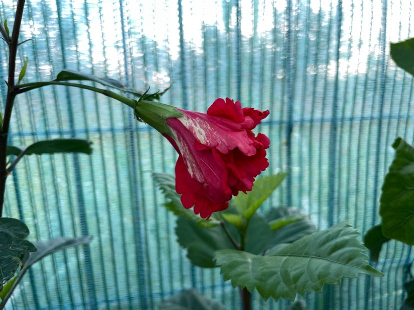 48BED06B-CDC7-47AC-AE69-BC9F0BA57B7D - 001 - Hibiscusi