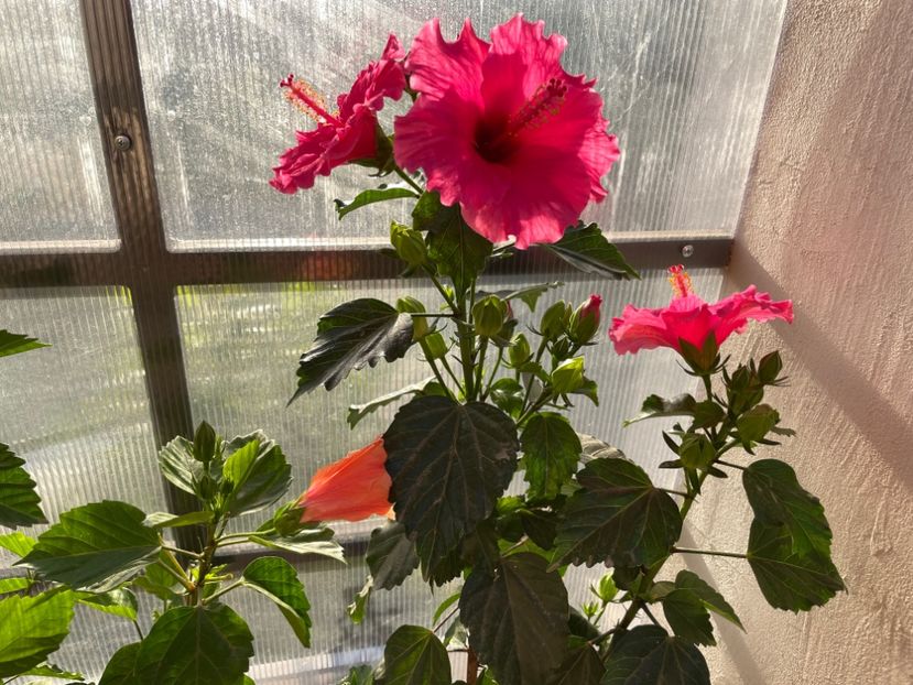 A89F4D9F-64E7-44F7-BF4A-F21C73EA6EEE - 001 - Hibiscusi