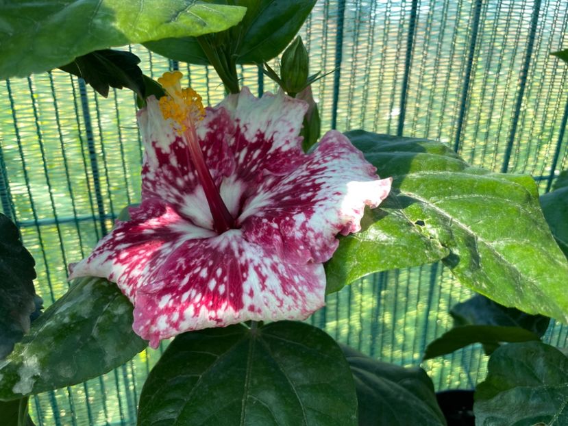 708E191C-E92C-4291-9261-DCA4D621476E - X - Purple Magic