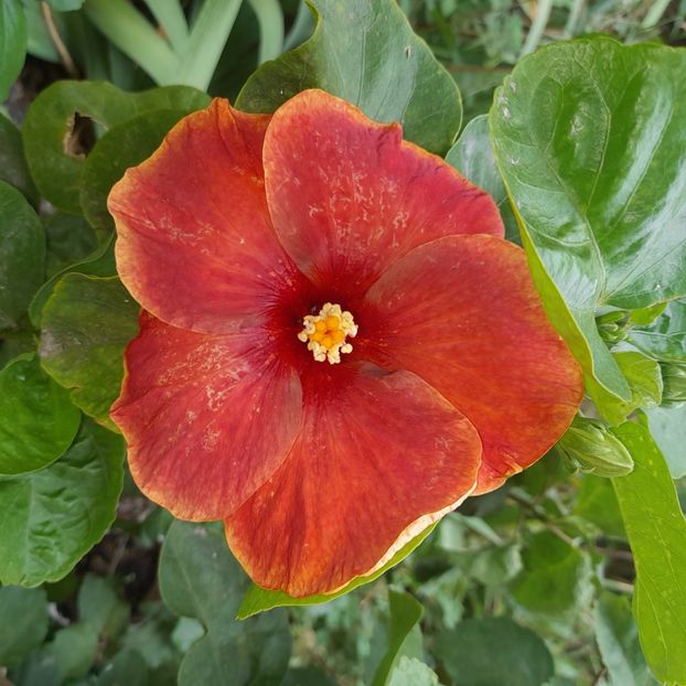 11.08.2023 - HIBISCUSI 2023-1