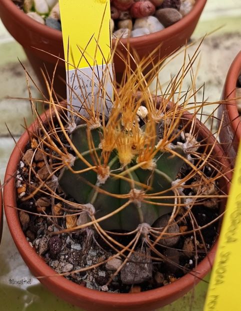  - Astrophytum capricorne v aureum