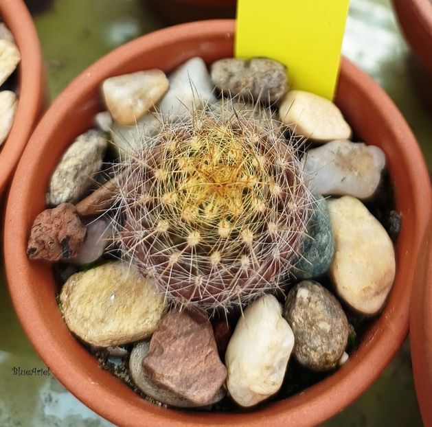  - Eriosyce subgibbosa