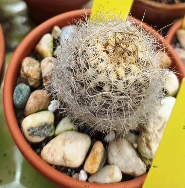  - Eriosyce gerocephala