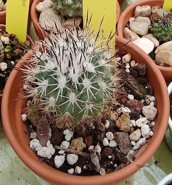  - Turbinicarpus pailanus Cerro Paila