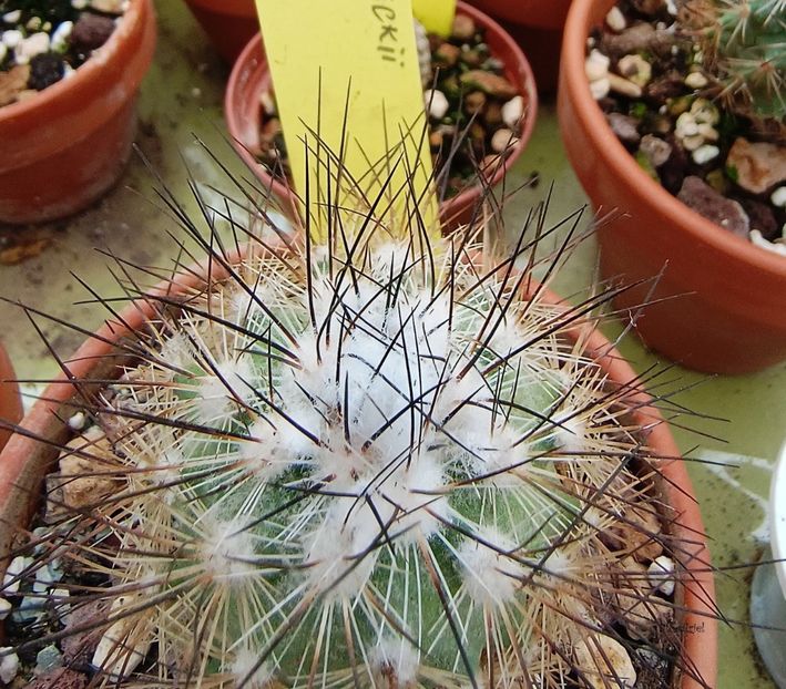  - Turbinicarpus viereckii