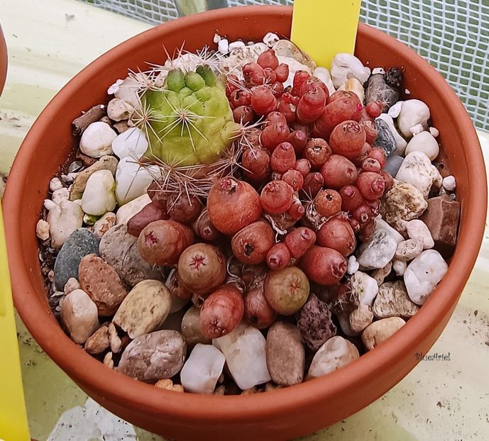  - Mammillaria bocasana FRED