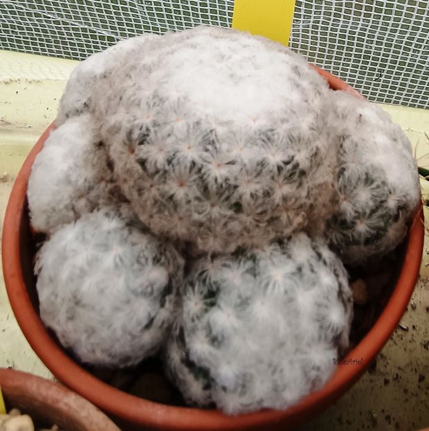  - Mammillaria plumosa