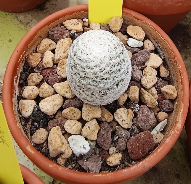  - Mammillaria herrerae v albiflora San Luis de la Paz